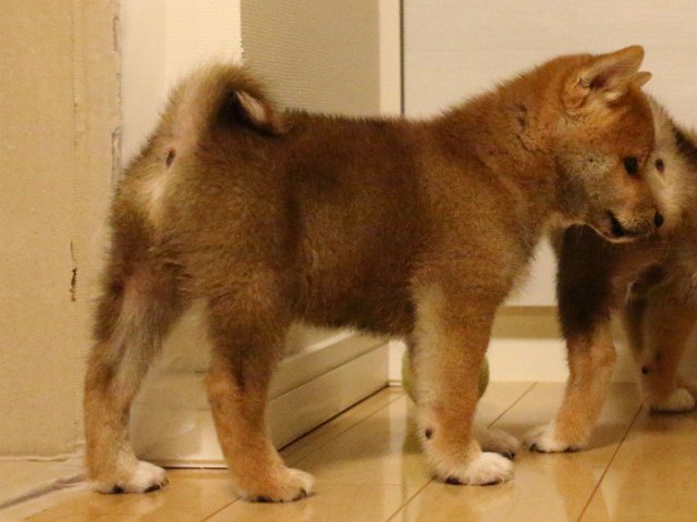 IMG_2051-shiba-puppy