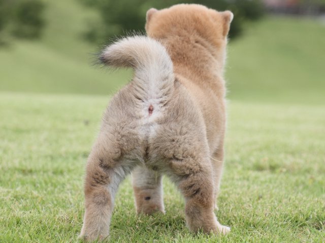 IMG_2059-shiba-puppy IMG_2059-shiba-puppy