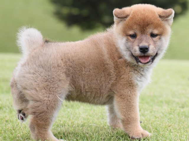 IMG_2060-shiba-puppy IMG_2060-shiba-puppy