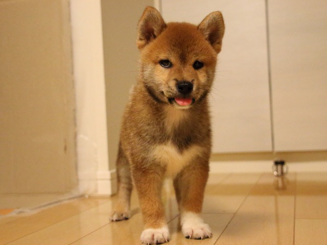 IMG_2076-shiba-puppy