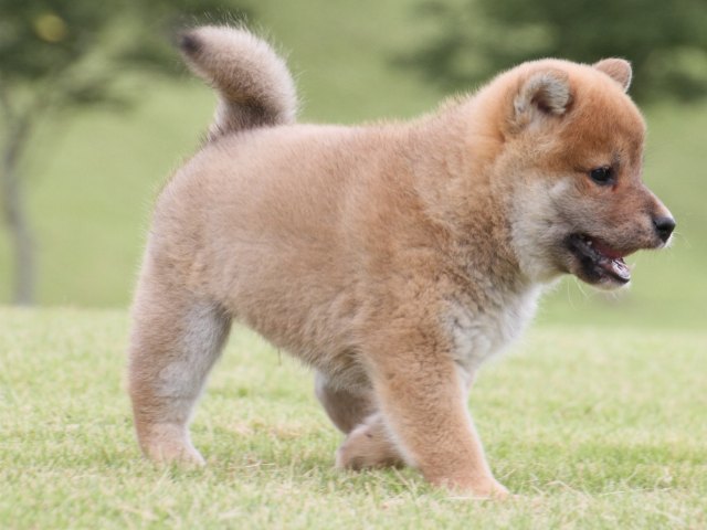 IMG_2108-shiba-puppy IMG_2108-shiba-puppy