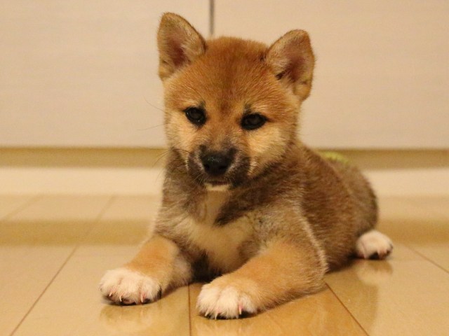 IMG_2113-shiba-puppy