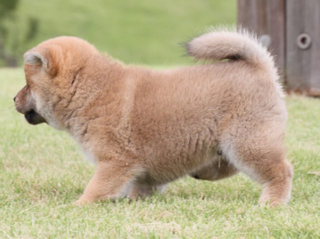 IMG_2127-shiba-puppy IMG_2127-shiba-puppy