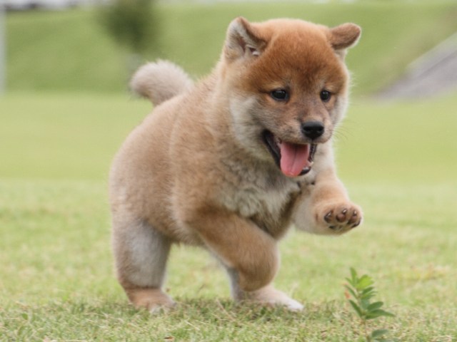 IMG_2138-shiba-puppy IMG_2138-shiba-puppy