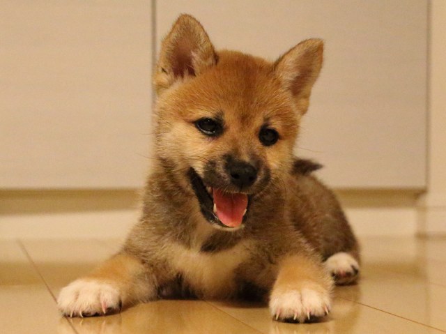 IMG_2182-shiba-puppy