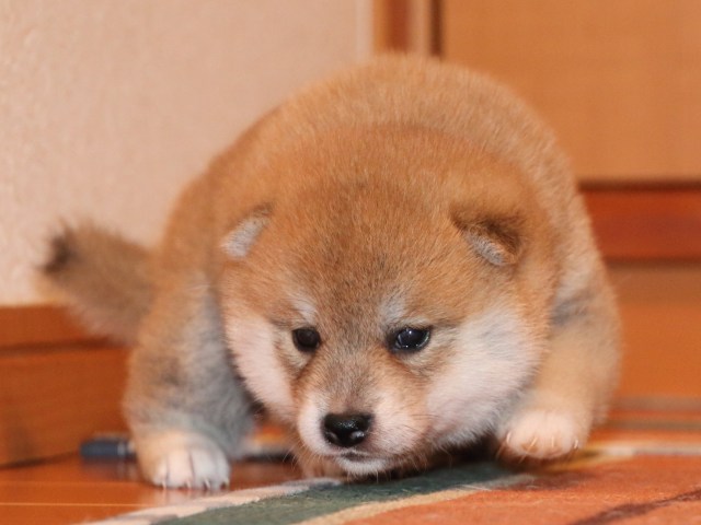 IMG_2204-shiba-puppy IMG_2204-shiba-puppy
