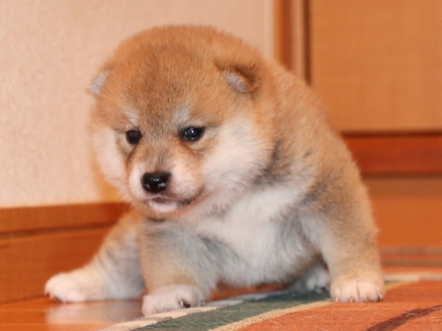 IMG_2206-shiba-puppy IMG_2206-shiba-puppy