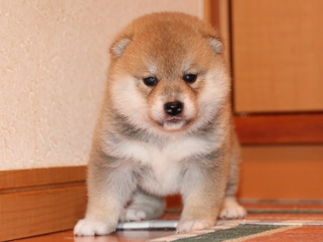 IMG_2214-shiba-puppy IMG_2214-shiba-puppy
