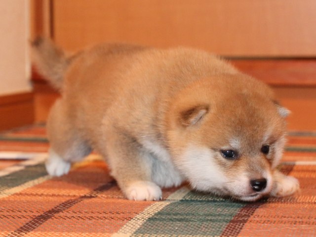 IMG_2216-shiba-puppy IMG_2216-shiba-puppy