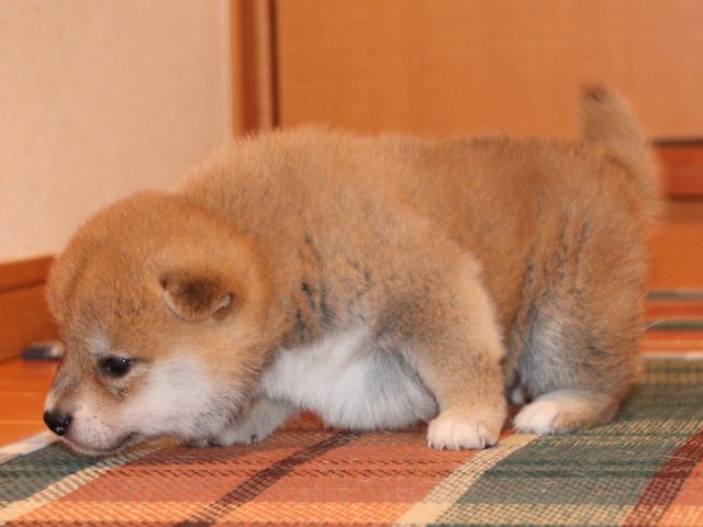 IMG_2218-shiba-puppy IMG_2218-shiba-puppy