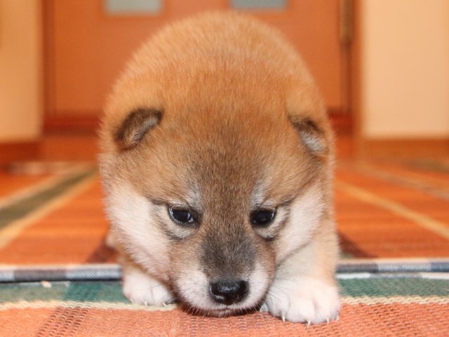 IMG_2237-shiba-puppy