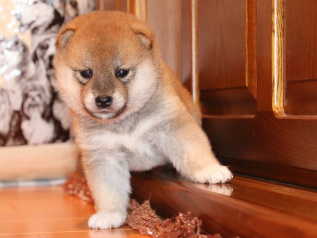 IMG_2248-shiba-puppy
