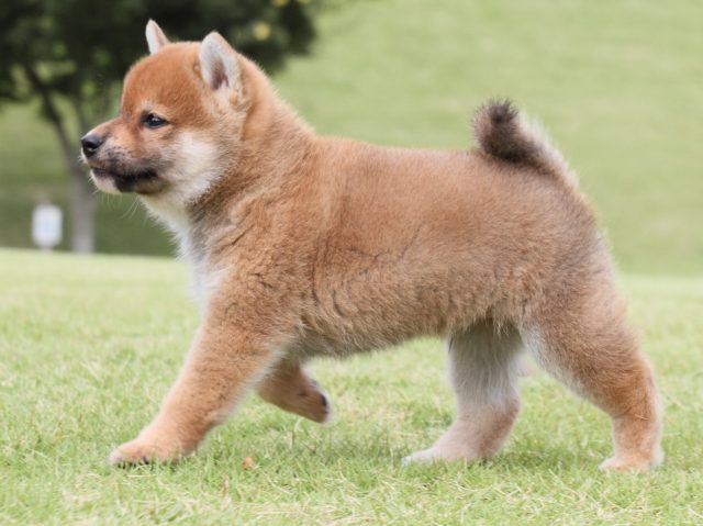 IMG_2261-shiba-puppy IMG_2261-shiba-puppy