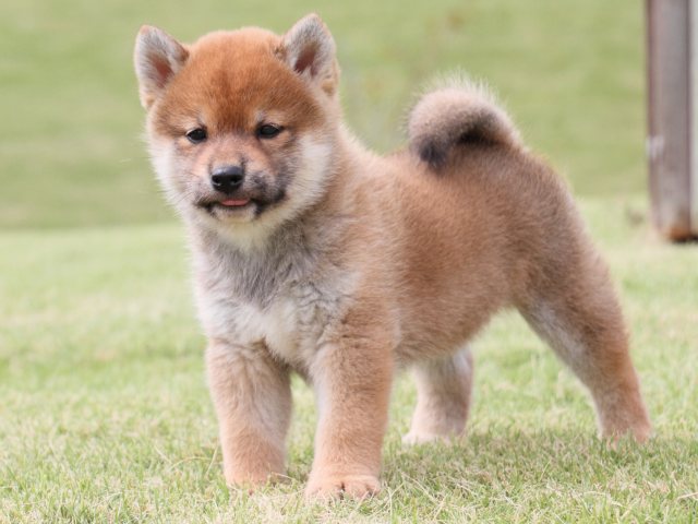 IMG_2285-shiba-puppy IMG_2285-shiba-puppy