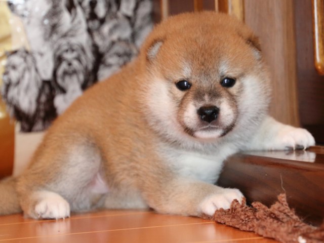 IMG_2286-shiba-puppy IMG_2286-shiba-puppy