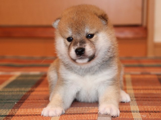 IMG_2289-shiba-puppy IMG_2289-shiba-puppy