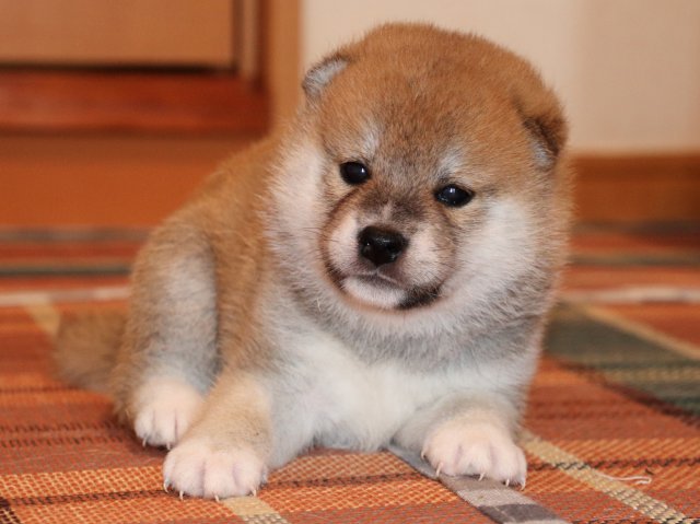 IMG_2291-shiba-puppy IMG_2291-shiba-puppy