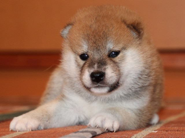 IMG_2294-shiba-puppy IMG_2294-shiba-puppy