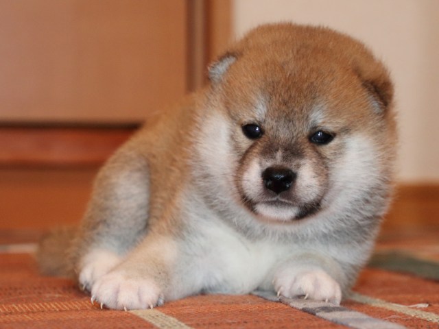 IMG_2296-shiba-puppy IMG_2296-shiba-puppy