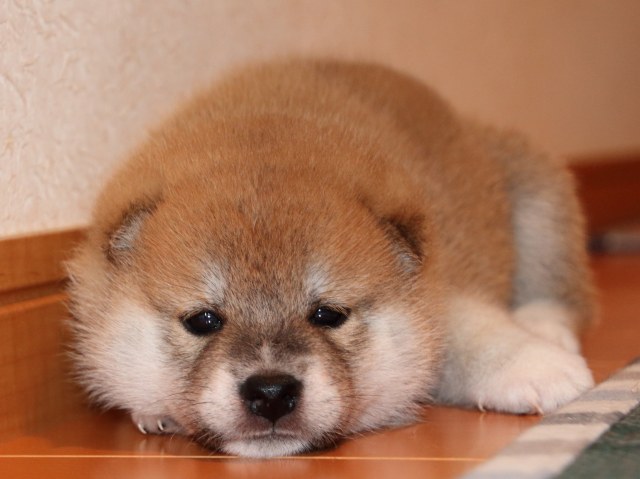 IMG_2300-shiba-puppy IMG_2300-shiba-puppy