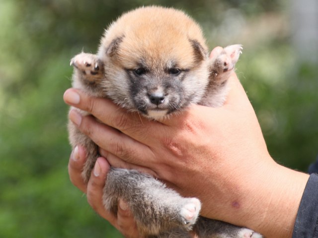 IMG_2302-shiba-puppy IMG_2302-shiba-puppy
