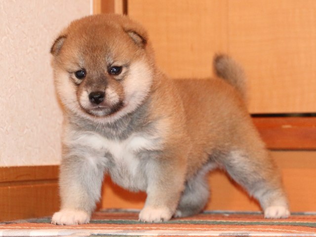 IMG_2307-shiba-puppy