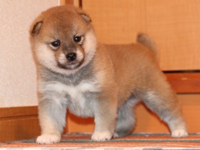 IMG_2308-shiba-puppy