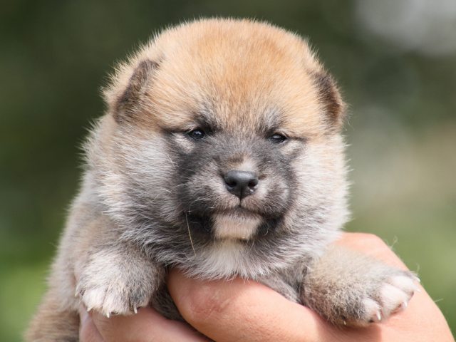 IMG_2308-shiba-puppy IMG_2308-shiba-puppy