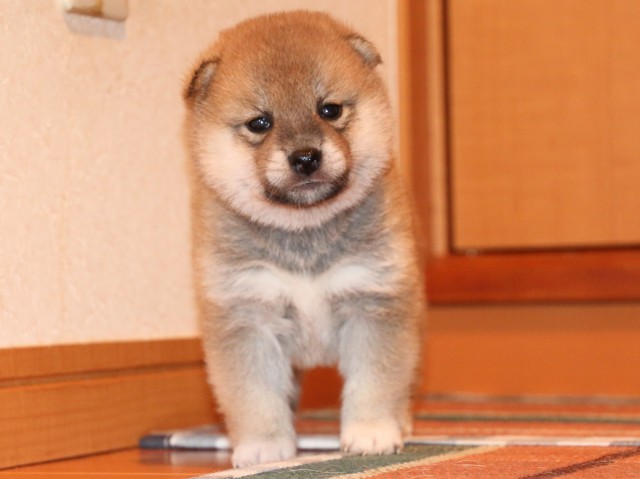 IMG_2311-shiba-puppy