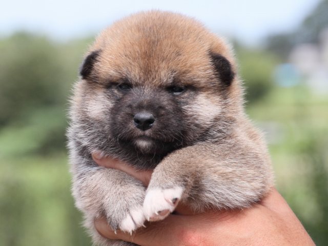 IMG_2322-shiba-puppy IMG_2322-shiba-puppy