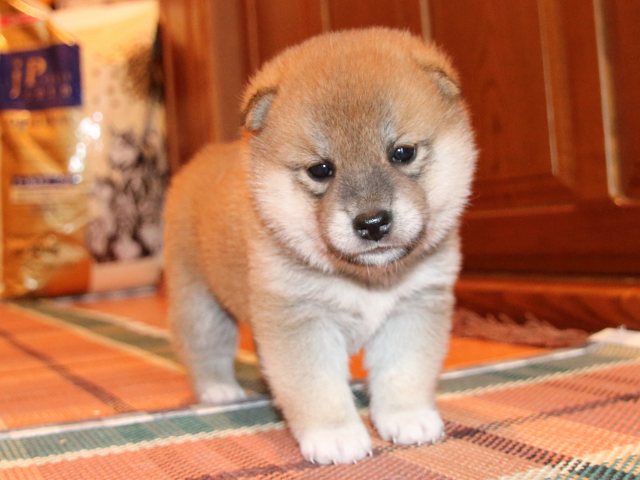 IMG_2325-shiba-puppy