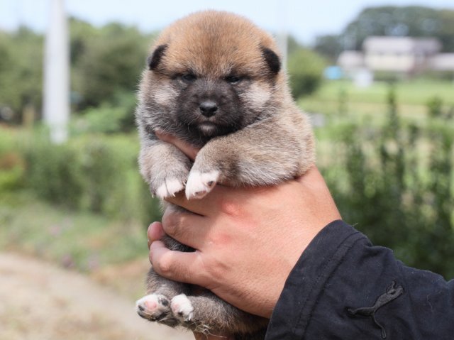IMG_2329-shiba-puppy IMG_2329-shiba-puppy