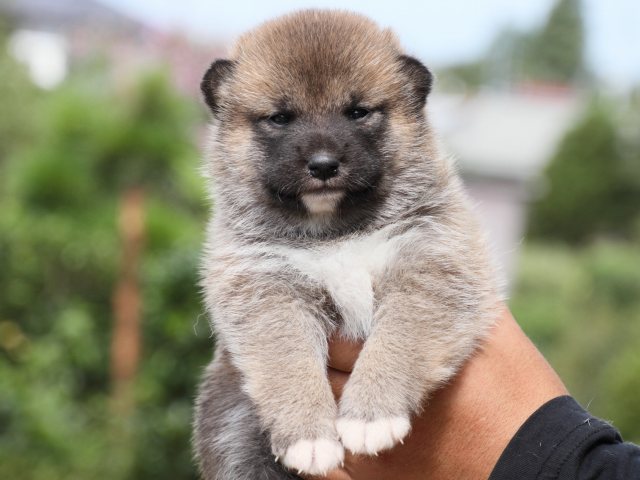 IMG_2335-shiba-puppy IMG_2335-shiba-puppy