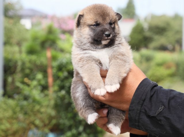IMG_2337-shiba-puppy IMG_2337-shiba-puppy