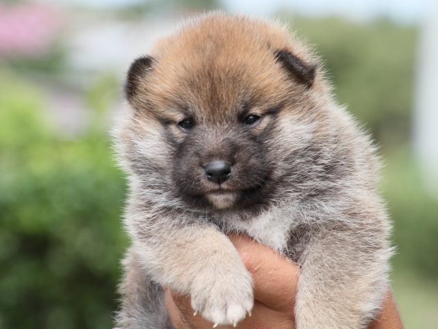 IMG_2348-shiba-puppy IMG_2348-shiba-puppy