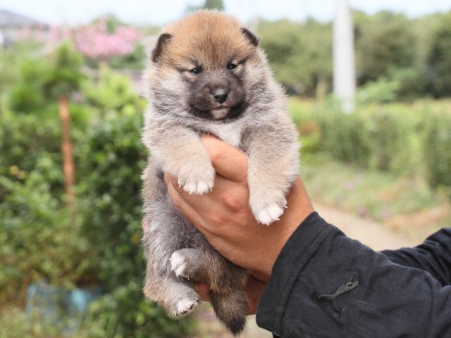 IMG_2358-shiba-puppy IMG_2358-shiba-puppy