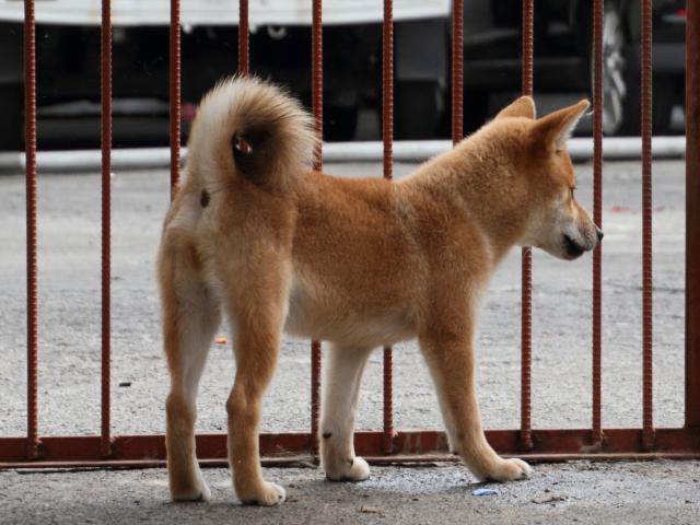 IMG_2382-shiba-puppy IMG_2382-shiba-puppy