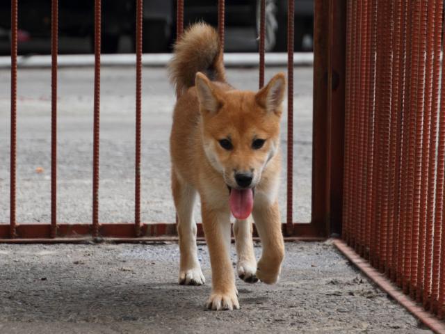 IMG_2389-shiba-puppy IMG_2389-shiba-puppy