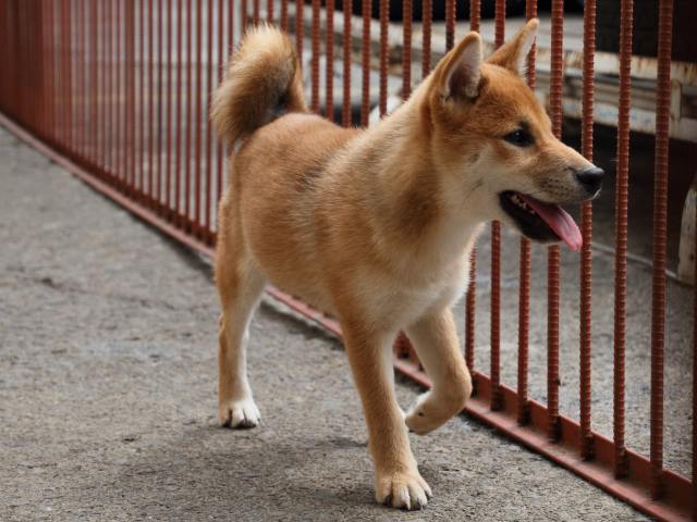 IMG_2406-shiba-puppy IMG_2406-shiba-puppy