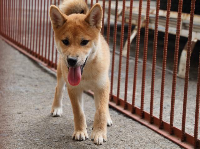 IMG_2423-shiba-puppy IMG_2423-shiba-puppy