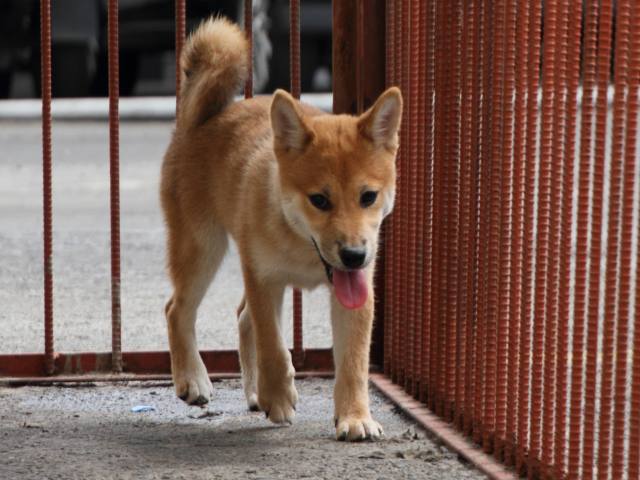 IMG_2430-shiba-puppy IMG_2430-shiba-puppy