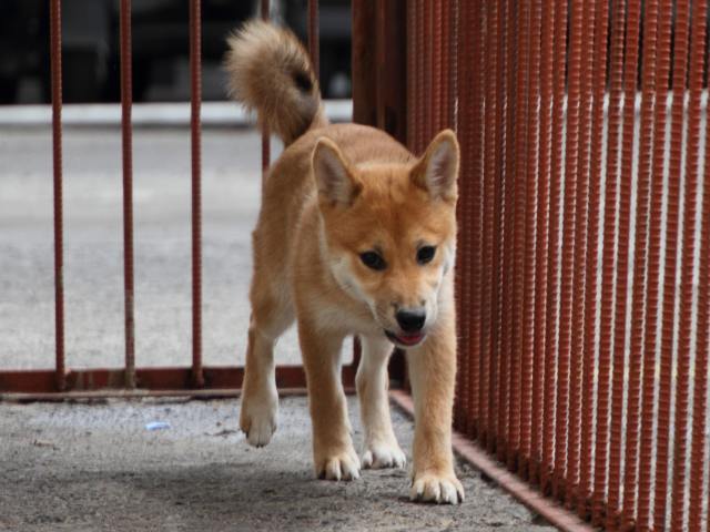 IMG_2432-shiba-puppy IMG_2432-shiba-puppy