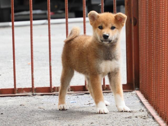 IMG_2449-shiba-puppy IMG_2449-shiba-puppy