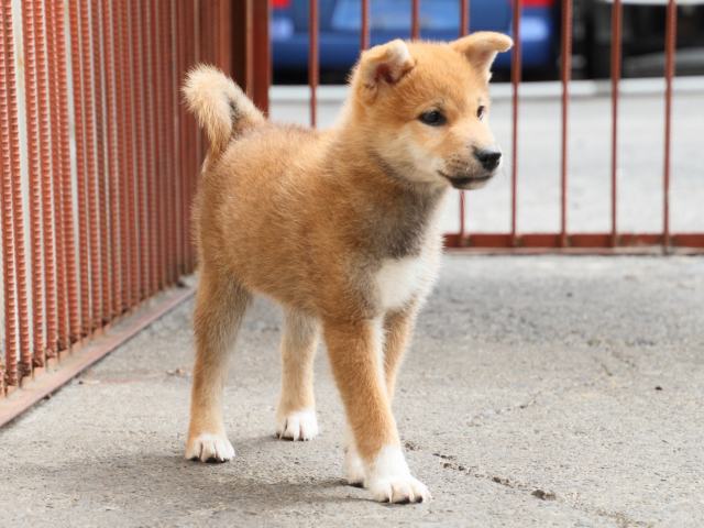 IMG_2461-shiba-puppy IMG_2461-shiba-puppy