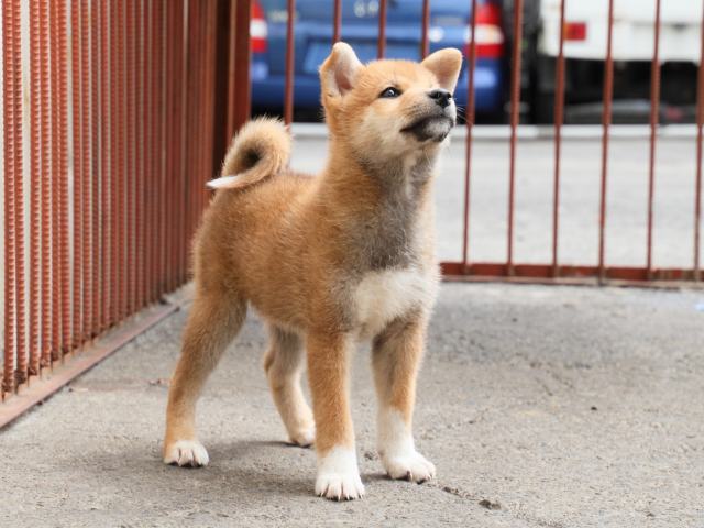 IMG_2465-shiba-puppy IMG_2465-shiba-puppy