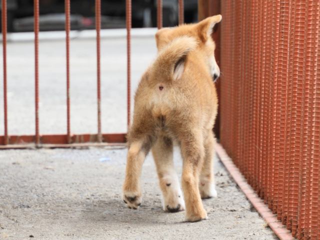 IMG_2470-shiba-puppy IMG_2470-shiba-puppy