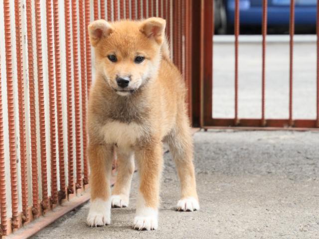 IMG_2472-shiba-puppy IMG_2472-shiba-puppy