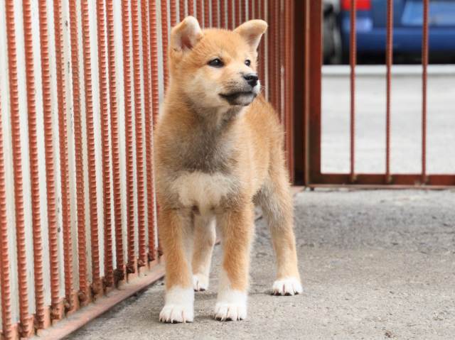 IMG_2476-shiba-puppy IMG_2476-shiba-puppy