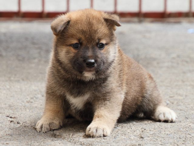 IMG_2506-shiba-puppy IMG_2506-shiba-puppy