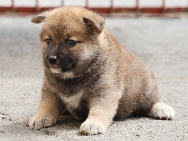 IMG_2519-shiba-puppy IMG_2519-shiba-puppy